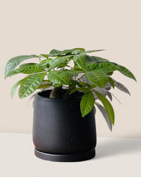 Medium Tulip Pot with Tray - Pots - POTS - MEDI - BRW - 6512 - Tumbleweed Plants - Online Plant Delivery Singapore