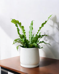 Medium Tulip Pot with Tray - Pots - POTS - MEDI - BRW - 6512 - Tumbleweed Plants - Online Plant Delivery Singapore