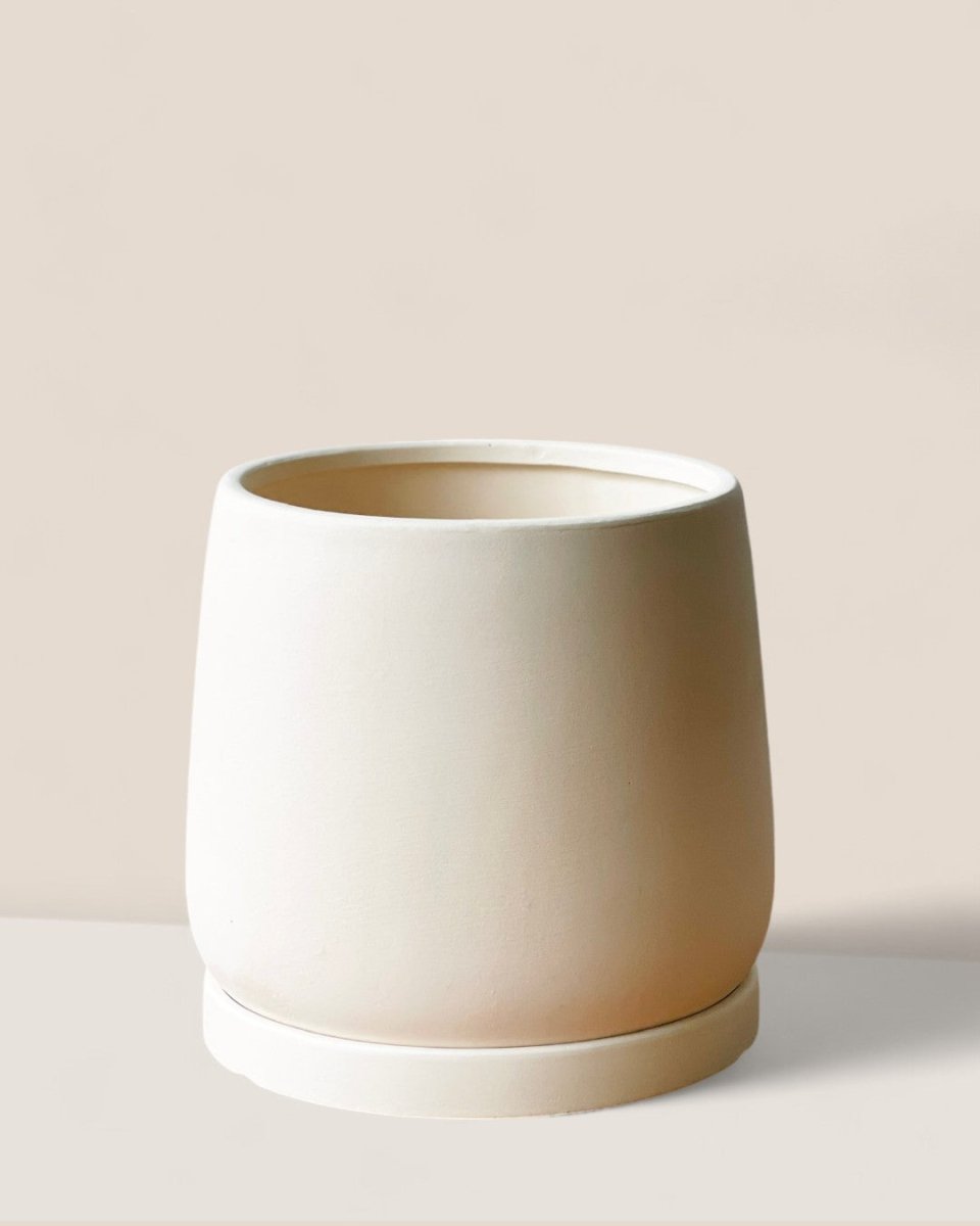 Medium Tulip Pot with Tray - Pots - POTS - MEDI - BRW - 6512 - Tumbleweed Plants - Online Plant Delivery Singapore