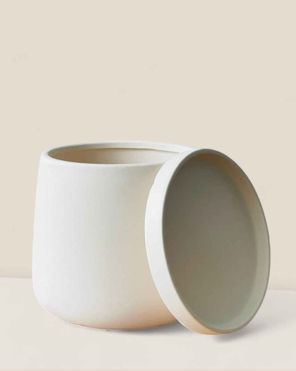 Medium Tulip Pot with Tray - Pots - POTS - MEDI - BRW - 6512 - Tumbleweed Plants - Online Plant Delivery Singapore