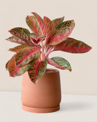 Medium Tulip Pot with Tray - Pots - POTS - MEDI - BRW - 6512 - Tumbleweed Plants - Online Plant Delivery Singapore
