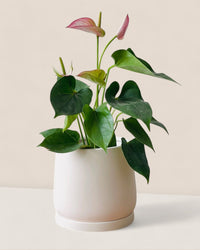 Medium Tulip Pot with Tray - Pots - POTS - MEDI - BRW - 6512 - Tumbleweed Plants - Online Plant Delivery Singapore