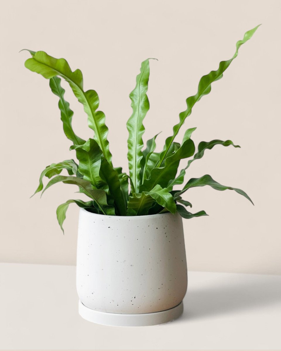 Medium Tulip Pot with Tray - Pots - POTS - MEDI - BRW - 6512 - Tumbleweed Plants - Online Plant Delivery Singapore