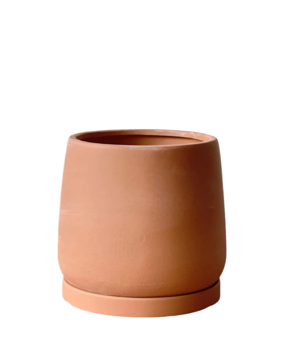 Medium Tulip Pot with Tray - Pots - POTS - MEDI - BRW - 6512 - Tumbleweed Plants - Online Plant Delivery Singapore