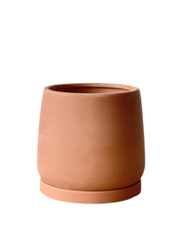 Medium Tulip Pot with Tray - Pots - POTS - MEDI - BRW - 6512 - Tumbleweed Plants - Online Plant Delivery Singapore