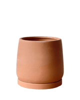 Tulip Terracotta - Medium