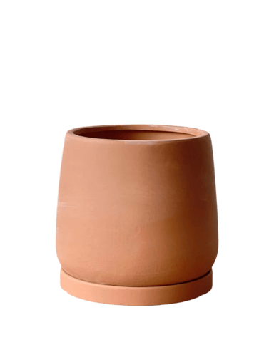 Tulip Terracotta - Medium - brown terracotta