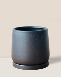 Medium Tulip Pot with Tray - Pots - POTS - MEDI - BRW - 6512 - Tumbleweed Plants - Online Plant Delivery Singapore