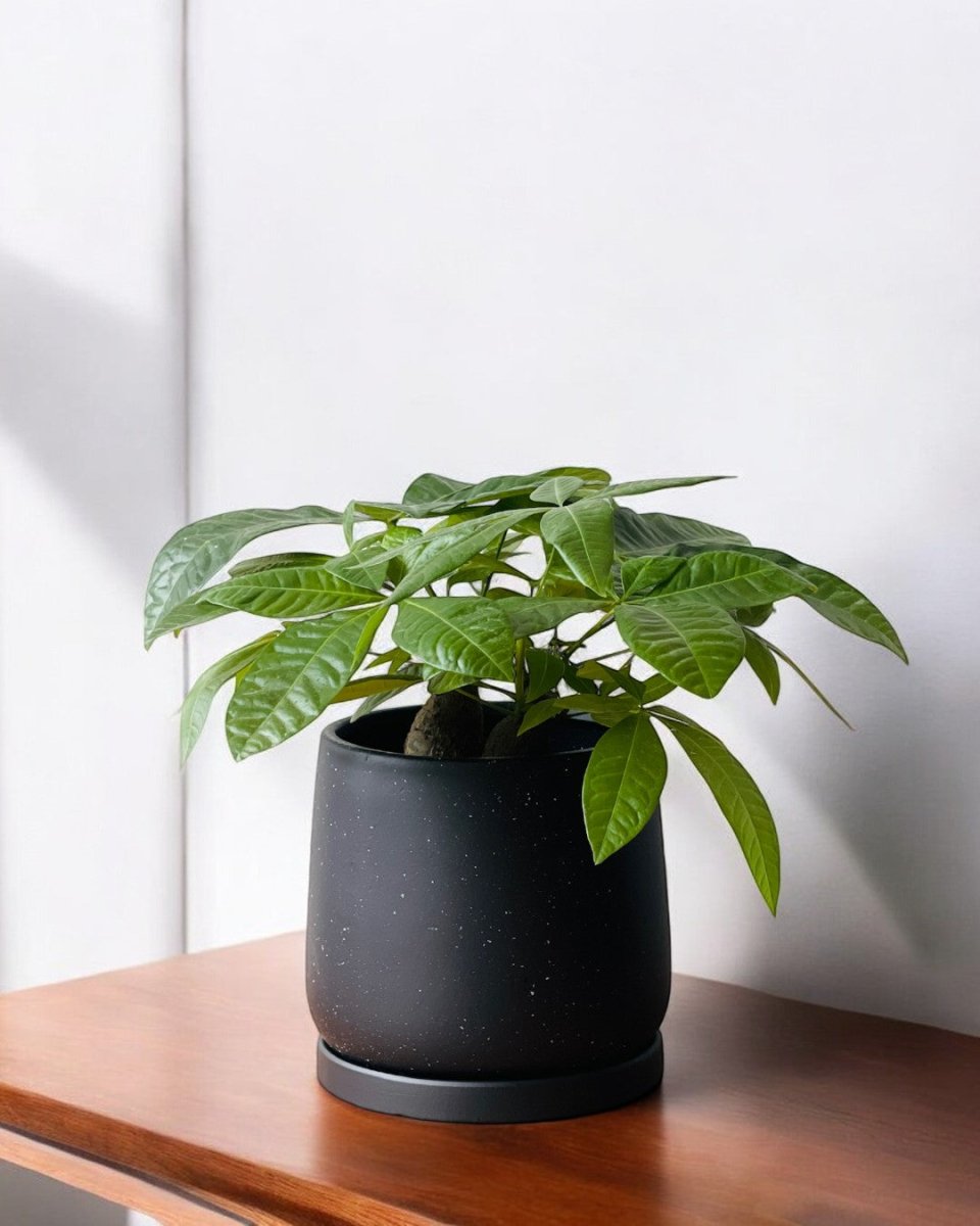 Medium Tulip Pot with Tray - Pots - POTS - MEDI - BRW - 6512 - Tumbleweed Plants - Online Plant Delivery Singapore
