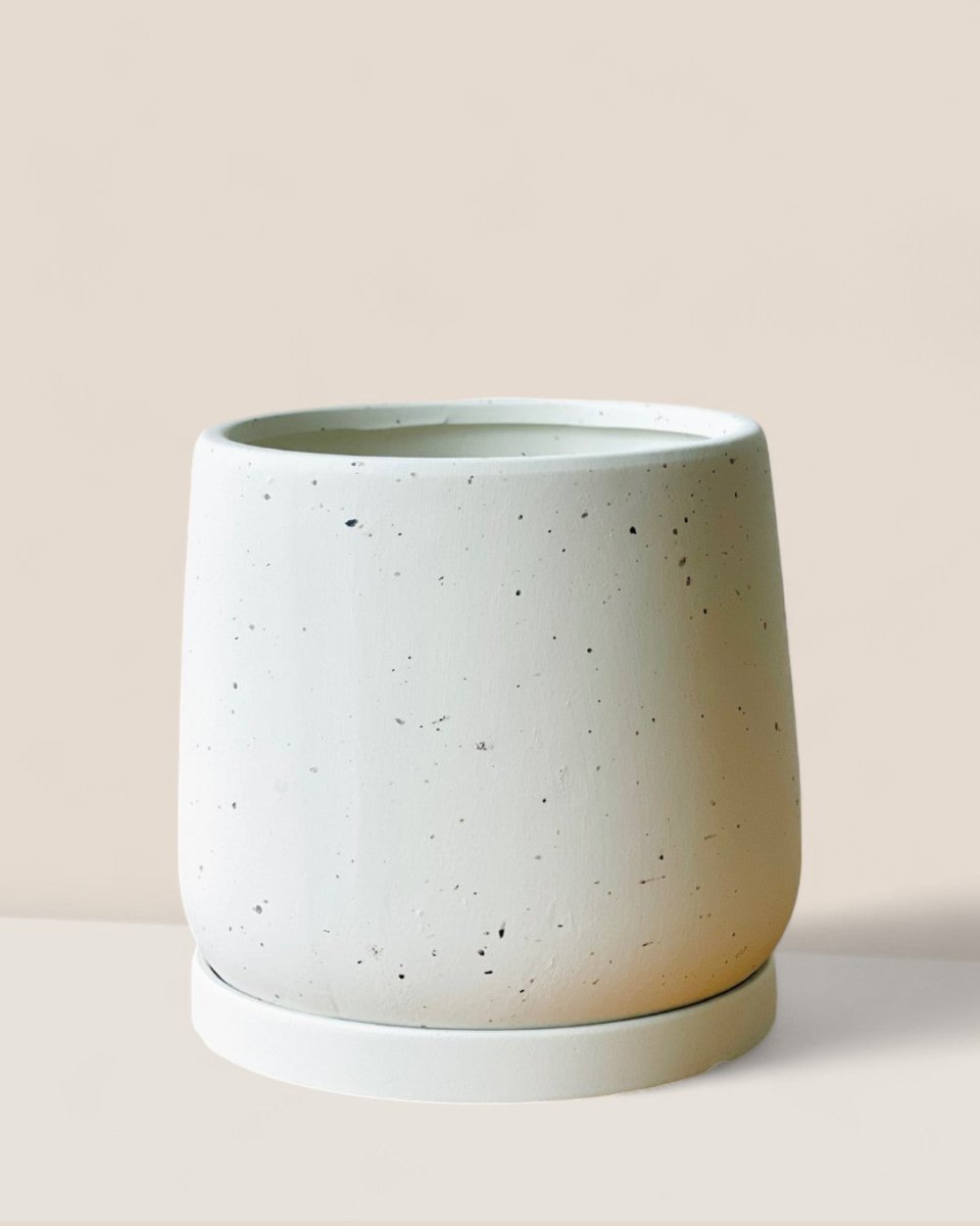 Medium Tulip Pot with Tray - Pots - POTS - MEDI - BRW - 6512 - Tumbleweed Plants - Online Plant Delivery Singapore