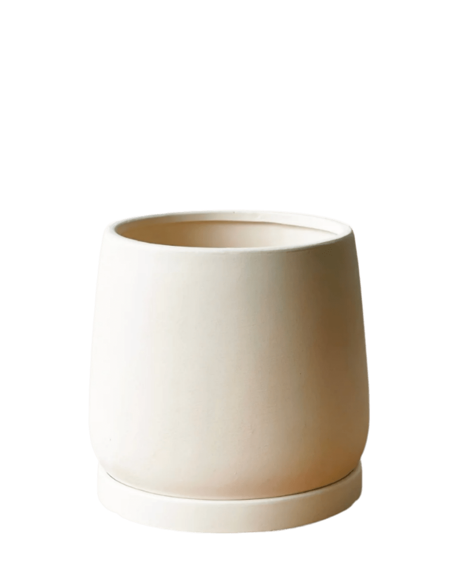 Medium Tulip Pot with Tray - Pots - POTS - MEDI - CRM - 6513 - Tumbleweed Plants - Online Plant Delivery Singapore