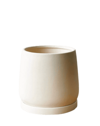 Medium Tulip Pot with Tray - Pots - POTS - MEDI - CRM - 6513 - Tumbleweed Plants - Online Plant Delivery Singapore