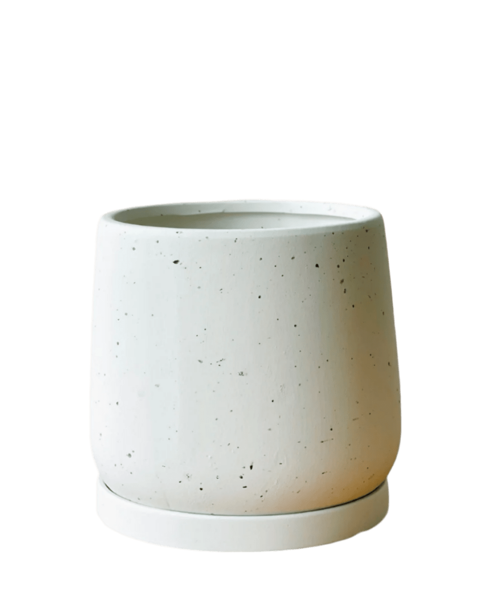 Medium Tulip Pot with Tray - Pots - POTS - MEDI - WHT - 6509 - Tumbleweed Plants - Online Plant Delivery Singapore