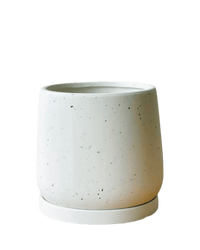 Medium Tulip Pot with Tray - Pots - POTS - MEDI - WHT - 6509 - Tumbleweed Plants - Online Plant Delivery Singapore