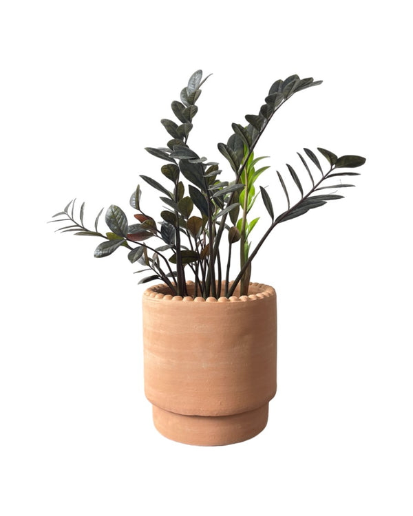 Medium ZZ Raven Plant - grow pot - Potted plant - Tumbleweed Plants - Online Plant Delivery Singapore