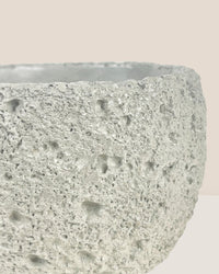 Mini Cement Planter - Round - Pot - Tumbleweed Plants - Online Plant Delivery Singapore