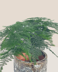 Mini Lace Fern - grow pot - Potted plant - Tumbleweed Plants - Online Plant Delivery Singapore