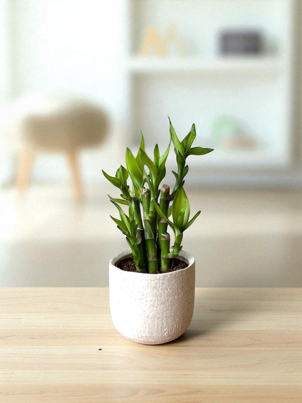 Mini Lucky Bamboo Plant - Cluster - Potted plant - POTT - MINI - GRW - 7238 - Tumbleweed Plants - Online Plant Delivery Singapore