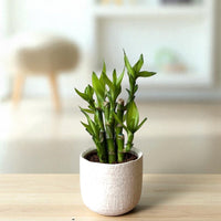 Mini Lucky Bamboo Plant - Cluster