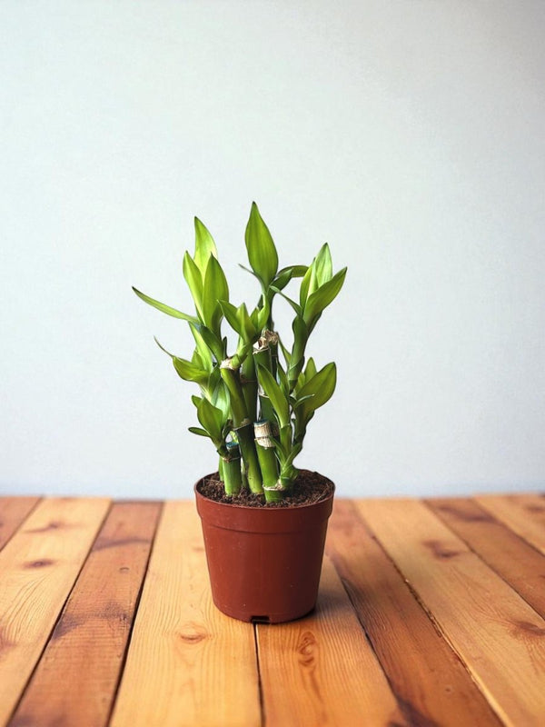 Mini Lucky Bamboo Plant - Cluster - Potted plant - POTT - MINI - GRW - 7238 - Tumbleweed Plants - Online Plant Delivery Singapore