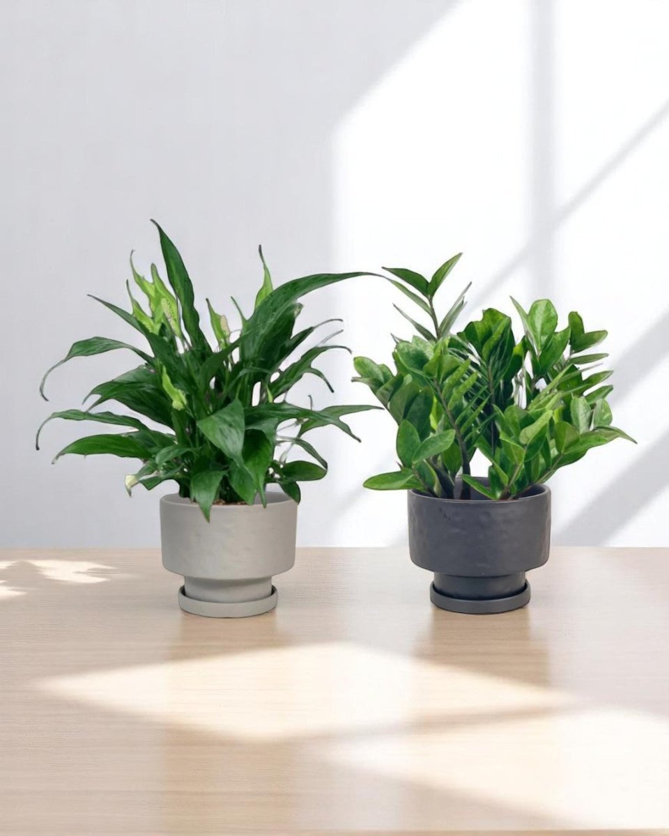 Mom’s Little Sanctuary - product - PROD - MOM - 6939 - Tumbleweed Plants - Online Plant Delivery Singapore
