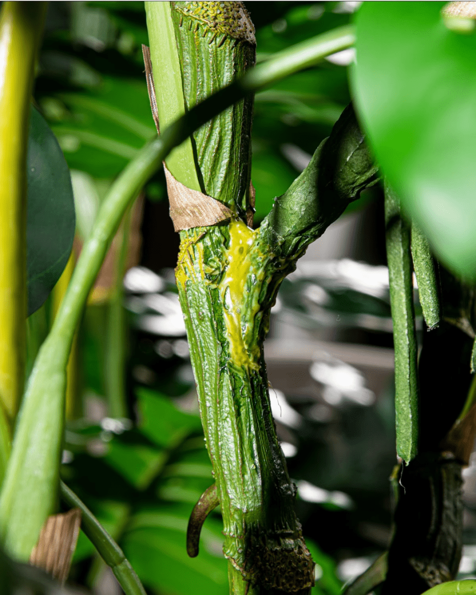 Monstera Tree (Life - life Artificial) - Potted plant - 5148161961593 - Tumbleweed Plants - Online Plant Delivery Singapore