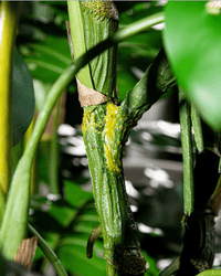 Monstera Tree (Life - life Artificial) - Potted plant - 5148161961593 - Tumbleweed Plants - Online Plant Delivery Singapore