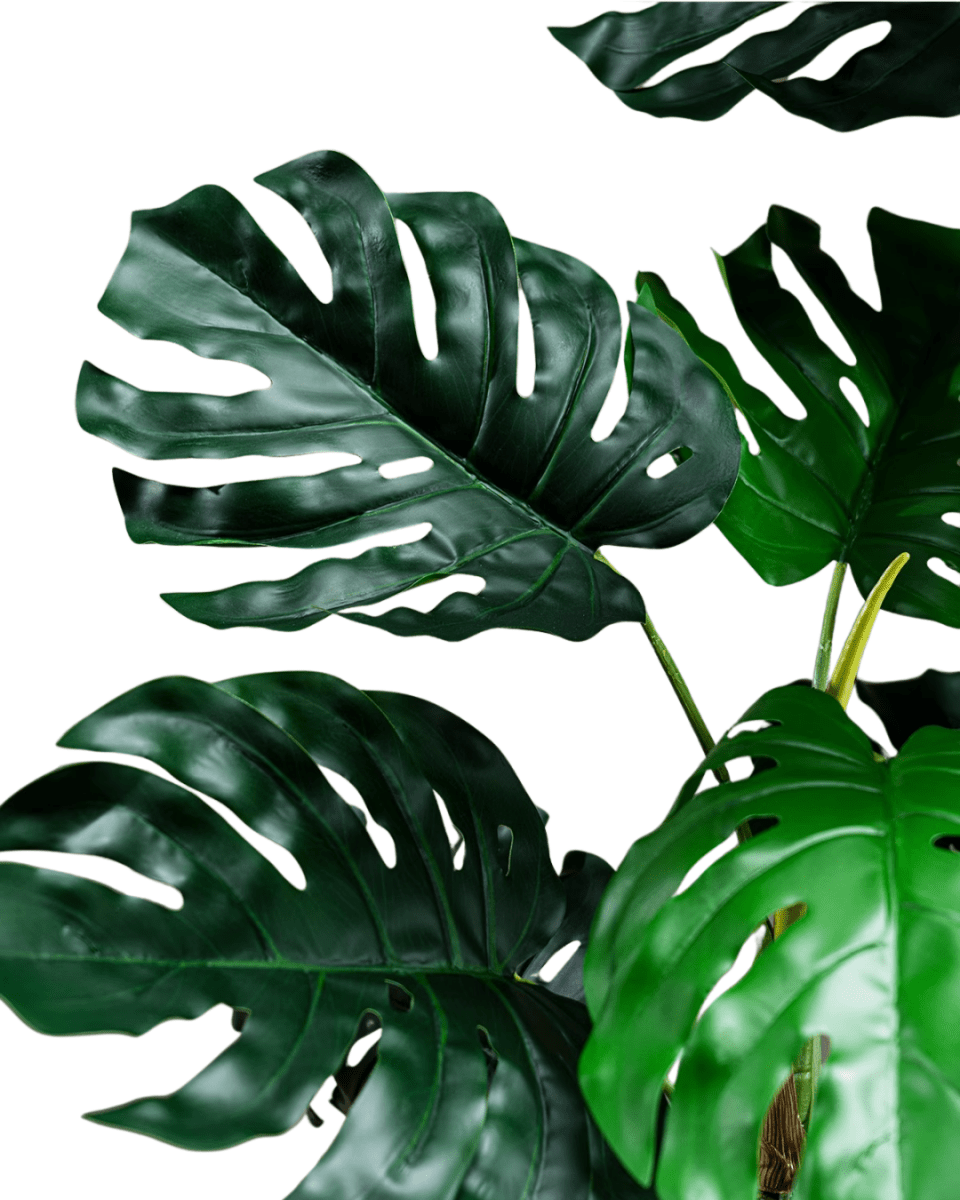 Monstera Tree (Life - life Artificial) - Potted plant - 5148161961593 - Tumbleweed Plants - Online Plant Delivery Singapore