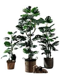 Monstera Tree (Life - life Artificial) - Potted plant - 5148161961593 - Tumbleweed Plants - Online Plant Delivery Singapore