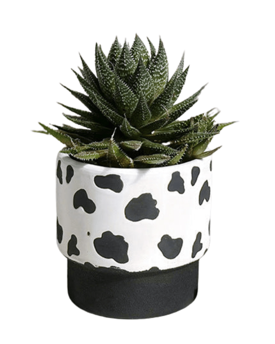 Moo Planter - Planter - 5450188746513 - Tumbleweed Plants - Online Plant Delivery Singapore