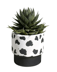 Moo Planter - Planter - 5450188746513 - Tumbleweed Plants - Online Plant Delivery Singapore