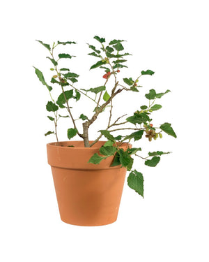 Mulberry Plant - grow pot - Potted plant - Tumbleweed Plants - Online Plant Delivery Singapore