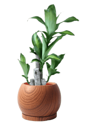 Nala Wood Planter - Medium - Planter - 5004049135259 - Tumbleweed Plants - Online Plant Delivery Singapore