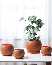 Nala Wood Planter - Medium - Planter - 5004049135259 - Tumbleweed Plants - Online Plant Delivery Singapore