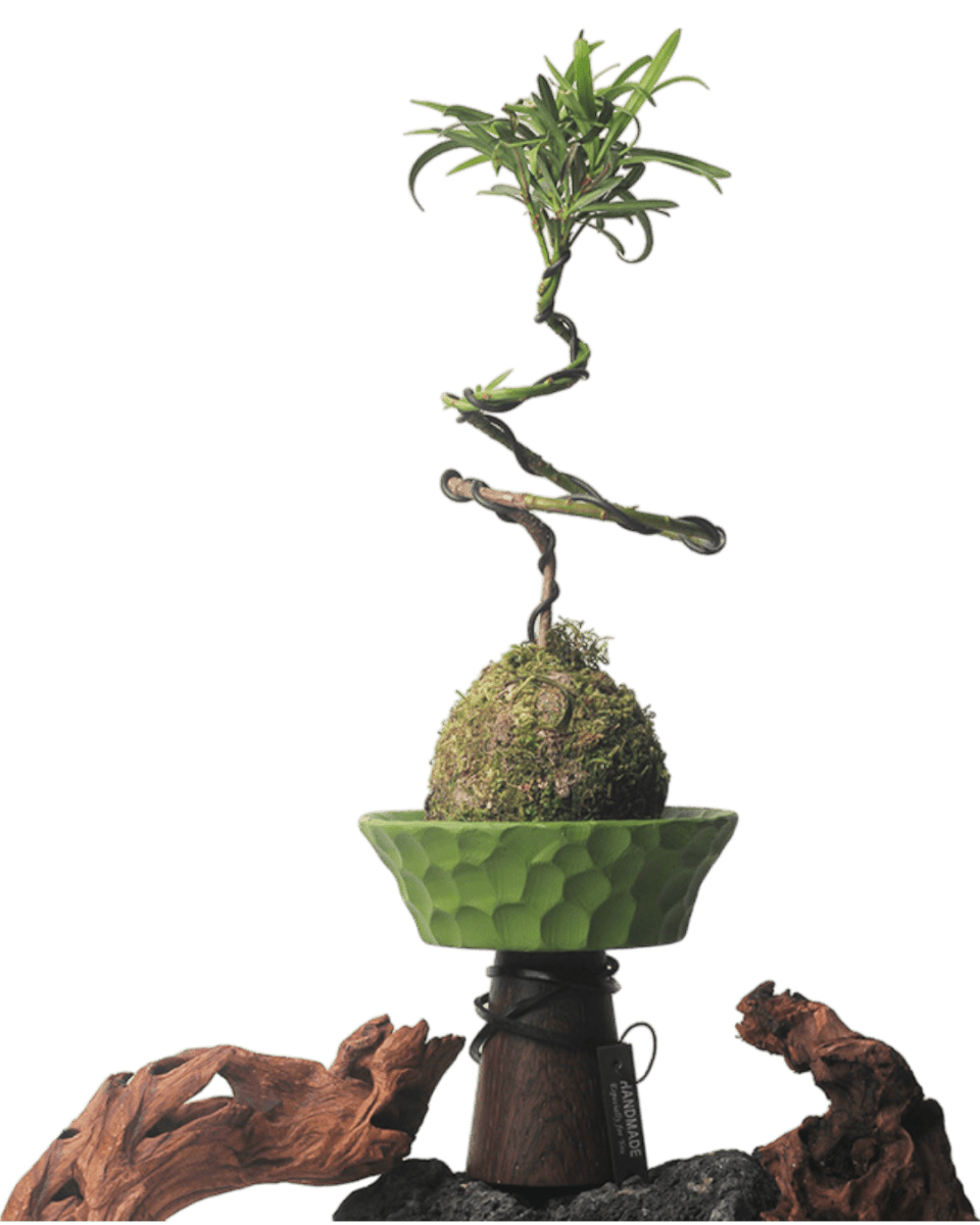 Nest Planter - Planter - 5983441419220 - Tumbleweed Plants - Online Plant Delivery Singapore