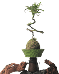 Nest Planter - Planter - 5983441419220 - Tumbleweed Plants - Online Plant Delivery Singapore