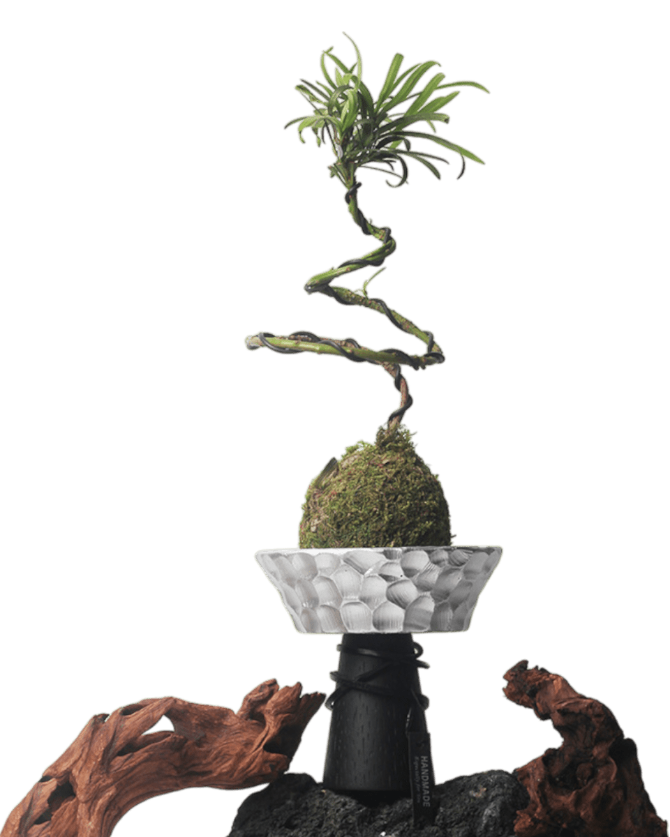 Nest Planter - Planter - 5983441419220 - Tumbleweed Plants - Online Plant Delivery Singapore