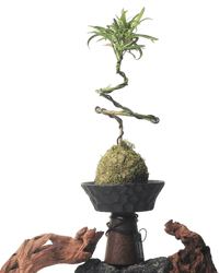 Nest Planter - Planter - 5983441419220 - Tumbleweed Plants - Online Plant Delivery Singapore