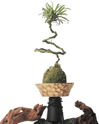 Nest Planter - Planter - 5983441419220 - Tumbleweed Plants - Online Plant Delivery Singapore