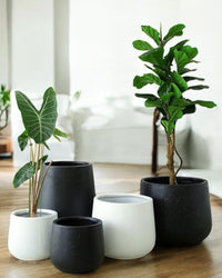 Nova Planter (Large) - Pots - 4754535109639 - Tumbleweed Plants - Online Plant Delivery Singapore