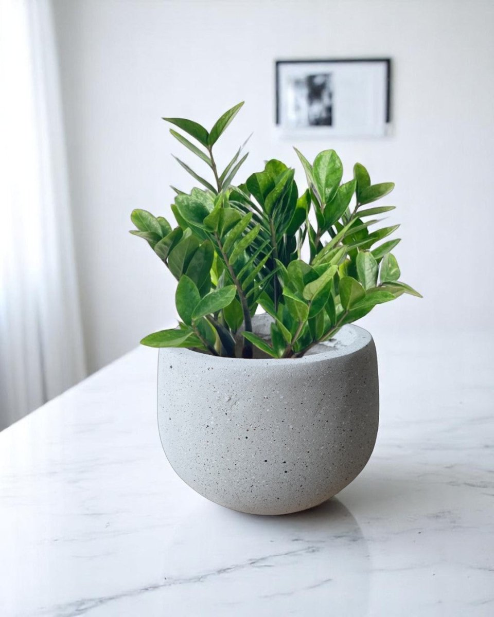 buy indoor plant pots online Nova Planter Medium