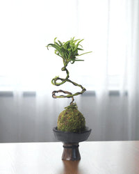 Obsidian Planters - Planter - 5915571891817 - Tumbleweed Plants - Online Plant Delivery Singapore