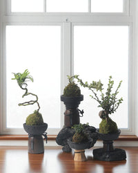 Obsidian Planters - Planter - 5915571891817 - Tumbleweed Plants - Online Plant Delivery Singapore