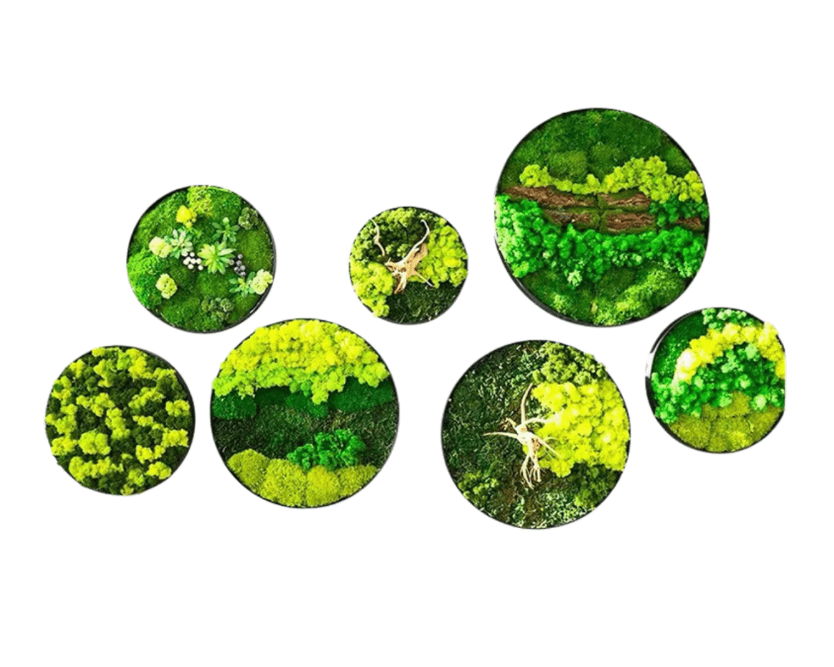 Orb Green - Preserved Plants: MOSS. - Moss Frame - 5816374869890 - Tumbleweed Plants - Online Plant Delivery Singapore