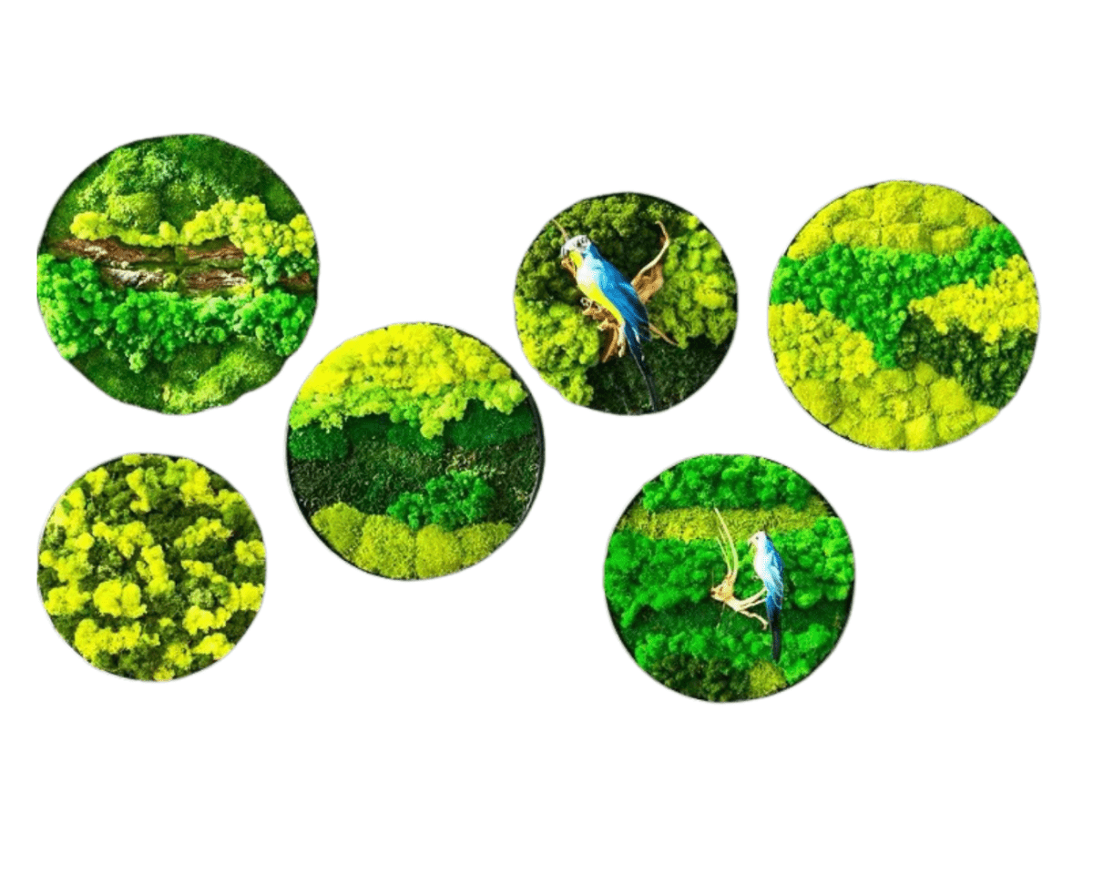 Orb Green - Preserved Plants: MOSS. - Moss Frame - 5816374869890 - Tumbleweed Plants - Online Plant Delivery Singapore