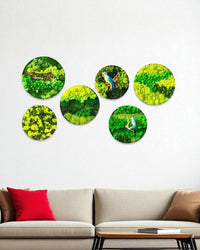 Orb Green - Preserved Plants: MOSS. - Moss Frame - 5816374869890 - Tumbleweed Plants - Online Plant Delivery Singapore