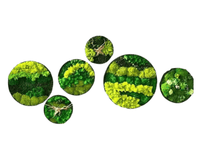 Orb Green - Preserved Plants: MOSS. - Moss Frame - 5816374869890 - Tumbleweed Plants - Online Plant Delivery Singapore