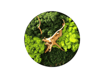 Orb Green - Preserved Plants: MOSS. - Moss Frame - 5816374869890 - Tumbleweed Plants - Online Plant Delivery Singapore
