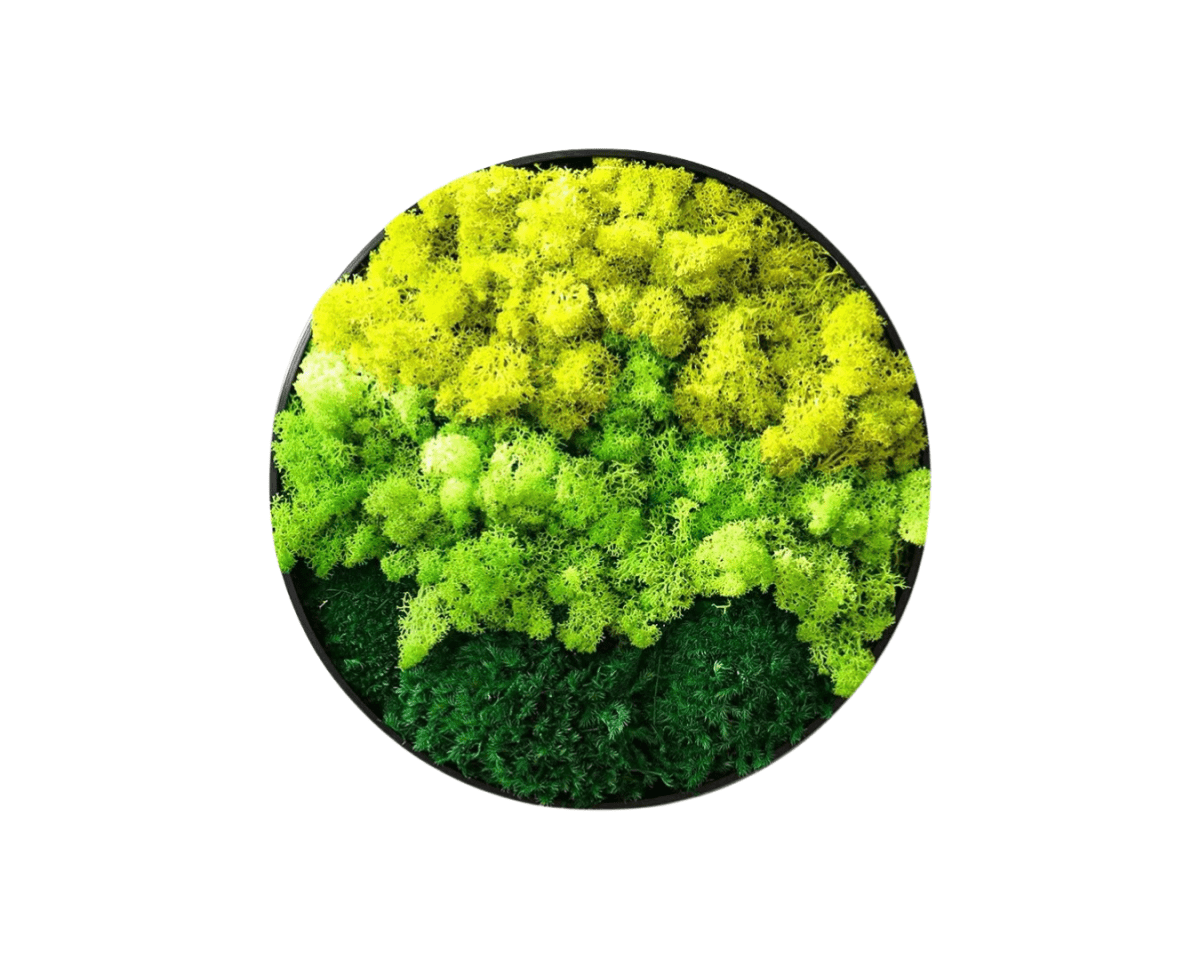 Orb Green - Preserved Plants: MOSS. - Moss Frame - 5816374869891 - Tumbleweed Plants - Online Plant Delivery Singapore