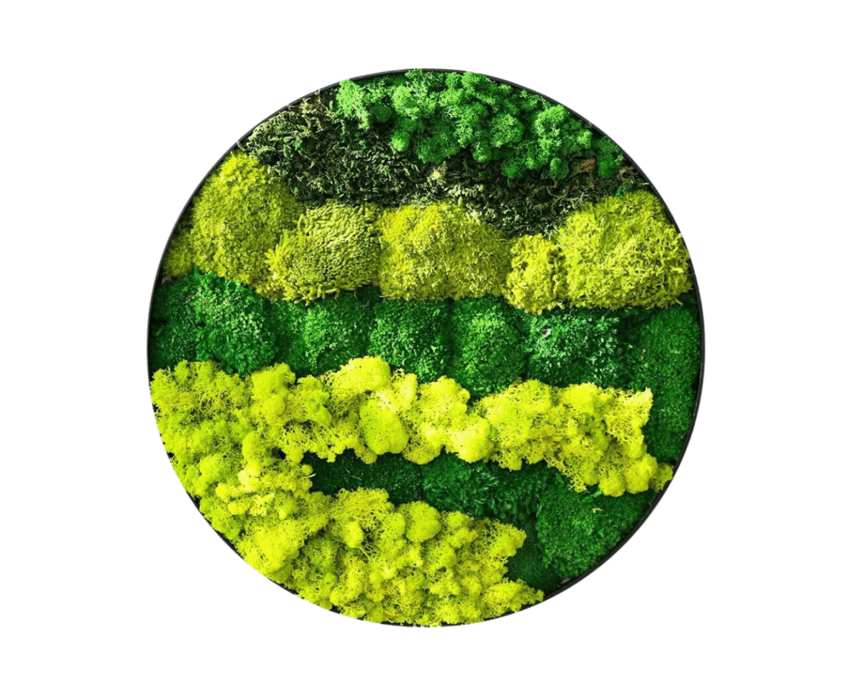 Orb Green - Preserved Plants: MOSS. - Moss Frame - 5816374869892 - Tumbleweed Plants - Online Plant Delivery Singapore